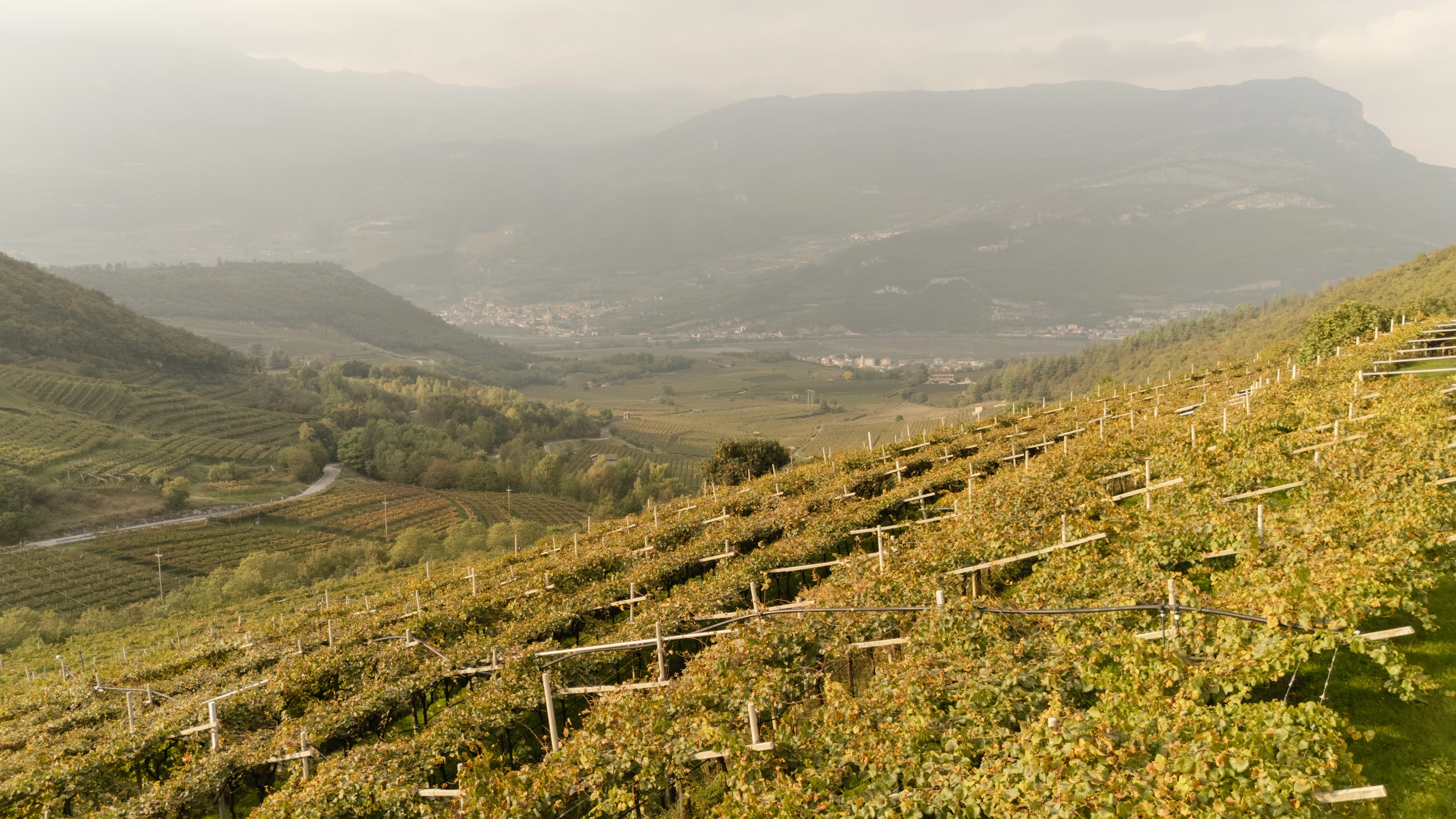 Azienda Agricola Scrinzi | Saltarius Spumante