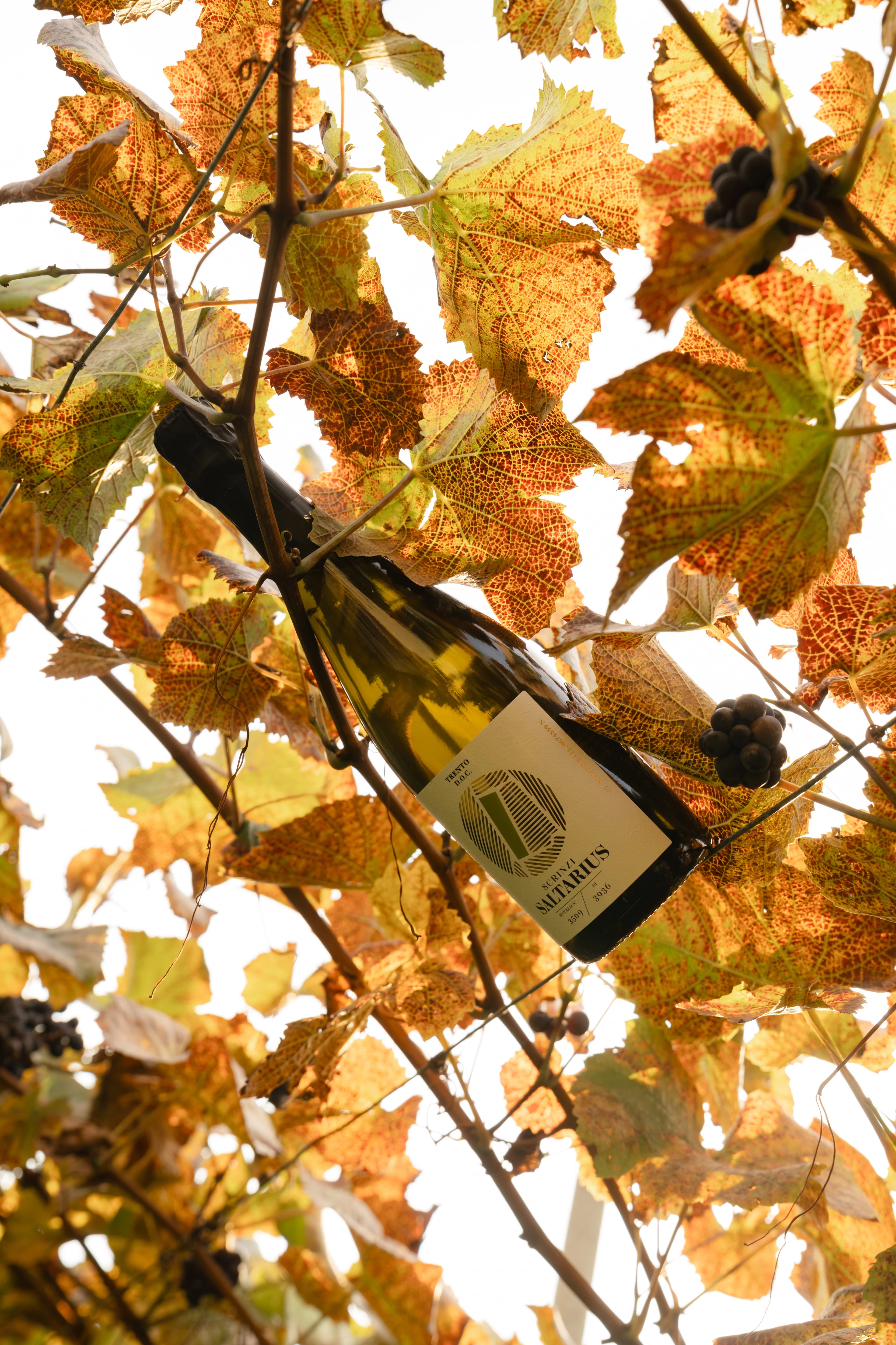 Azienda Agricola Scrinzi | Saltarius Spumante Trento DOC